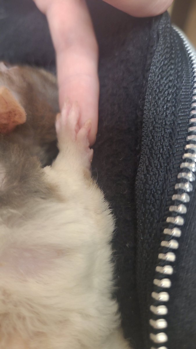 TW for pet death

Nimble was unfortunately PTS today. The vet said he was not going to get any better, especially since 2 rounds of antibiotics did nothing. He fell asleep in my arms, cuddled in my sweater.

Thank you everyone for letting me share his life with you.
