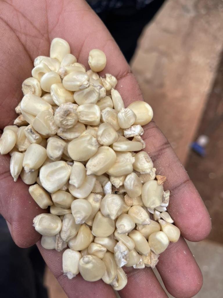 "Discover nutrient-rich maize from Talian Grain! 🌽✨ Fiber, energy, vitamins, minerals, and antioxidants for healthy eyes. We handle big volumes for local &amp; export markets. Choose Talian Grain for quality and quantity! 🌍💪 #TalianGrain #MaizePower"