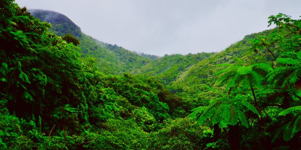 FSC will be hosting information webinars for stakeholders interested in the Policy to Address #Conversion and #FSC #RemedyFramework.  
• 6 June (in English, Spanish): bit.ly/44ABgnA
• 7 June (in English, Indonesian and French): bit.ly/3nE0BMJ

#plantations