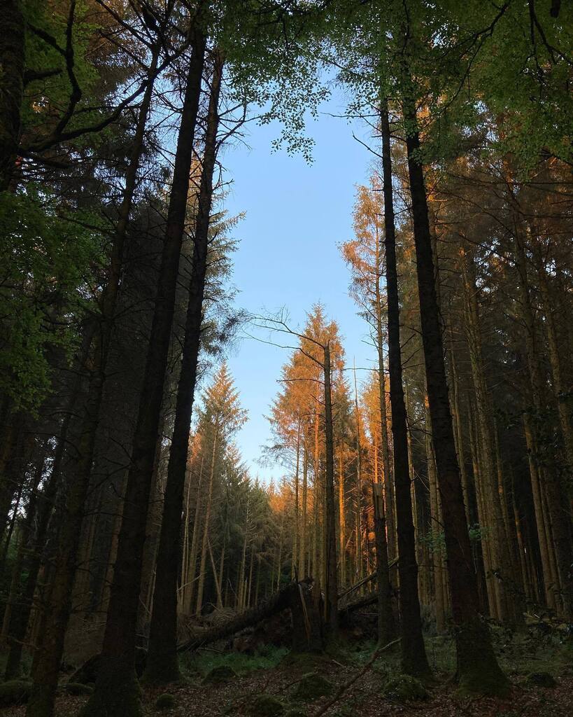 Dominick Tyler tweet media