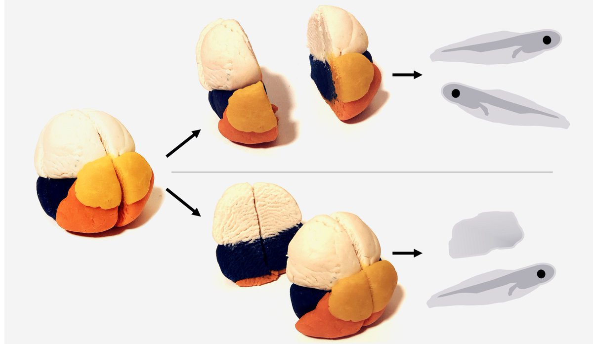 To help understand the experiments, students use Play Doh as a 3D model to represent the 2D textbook diagrams of embryos. Many students commented on feeling nostalgic from smelling Play Doh and were more engaged and comfortable. doi.org/10.24918/cs.20… #CSAuthorNotes (2/2)