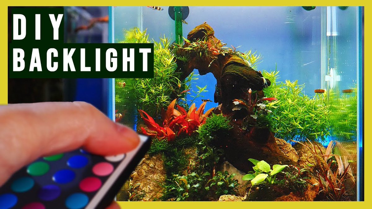 HobbyScapes's tweet photo. If you, like myself, don't want to spend a lot of money on a fancy aquarium LED Backlight, this video is for you!

Watch here: https://t.co/qNJRETktzM https://t.co/PcVQlJiSWk