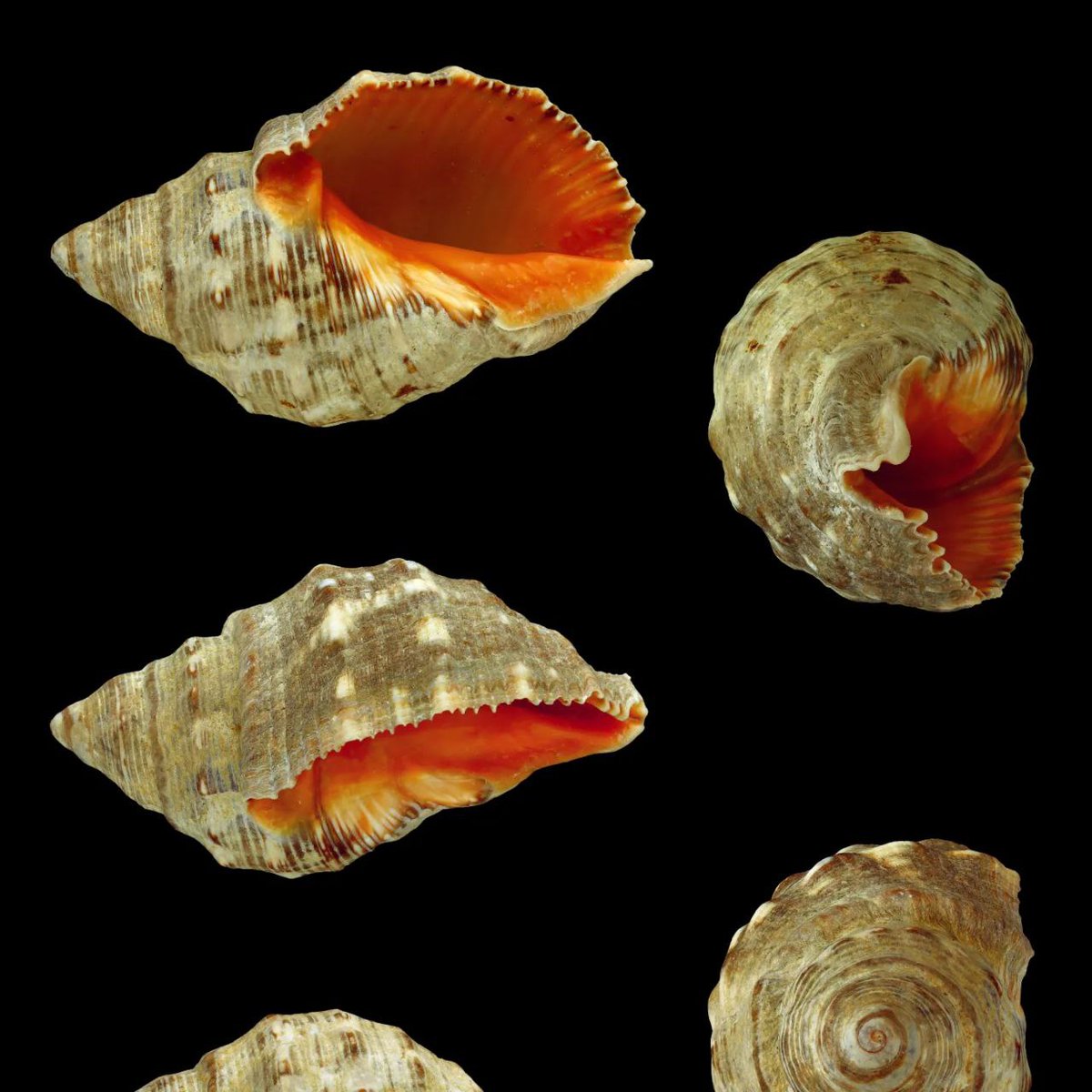 Audrey Samson & Francisco Gallardo tweet media