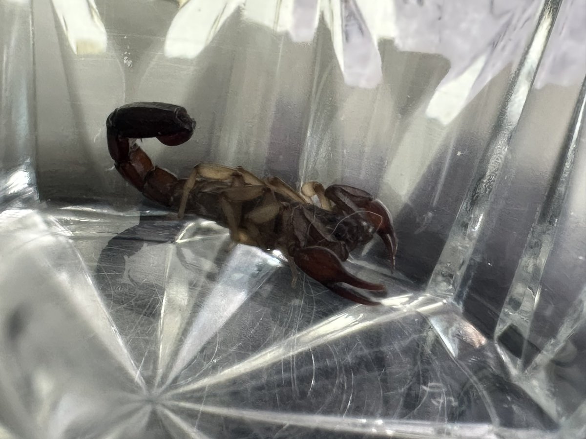 erpeor's tweet photo. @Arachno_Cosas hola qué tal. Encontré a este amiguito y ya me han salido varios en Queretaro y quiero saber si es de importancia médica, sobre todo porque tengo perros. Fue reubicado lejos de casa https://t.co/o2GtlVBCdY