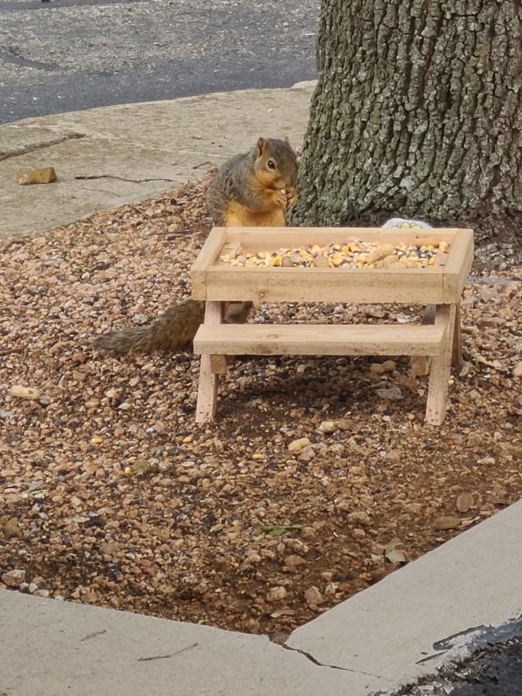 The squirrels (and birds) by our building are grateful to John from @UNTFacilities for making them this convenient picnic table!
