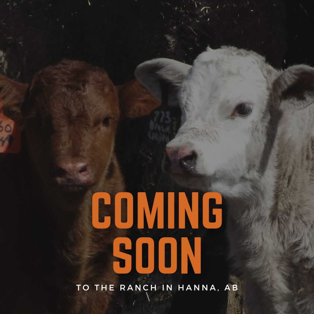 Get ready for an exciting event coming to The Ranch in Hanna, AB in July.

Stay tuned for updates.

#albertafarm #ranch #canadianbeef #beef #cows #cattle