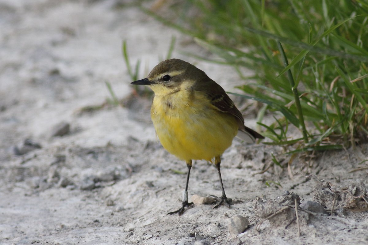 mattthesparrow's tweet photo. Last year I started colour ringing the Yellow Wagtails that breed on the Pewsey Downs. They are back in but so far I have not seen  a colour ringed bird. Tonight I saw this female showing incredibly well and I managed to read the metal ring. We ringed her 2km away in July 2021. https://t.co/ck8QxlOksT