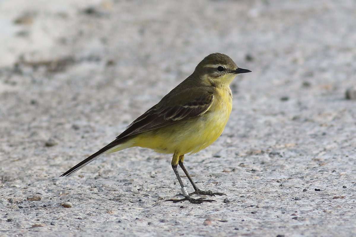 mattthesparrow's tweet photo. Last year I started colour ringing the Yellow Wagtails that breed on the Pewsey Downs. They are back in but so far I have not seen  a colour ringed bird. Tonight I saw this female showing incredibly well and I managed to read the metal ring. We ringed her 2km away in July 2021. https://t.co/ck8QxlOksT