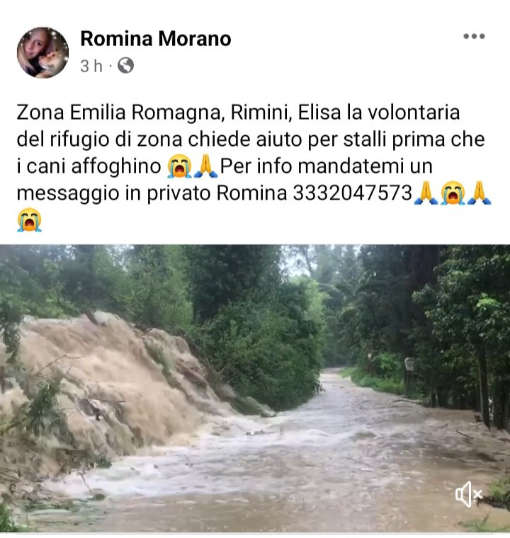 zampa_qua's tweet photo. 🆘️🆘️🆘️🆘️🆘️🆘️🆘️🆘️🆘️🆘️🆘️   ☎️3332047573🐕 RIMINI EMERGENZA ALLUVIONE ‼️‼️‼️ URGE STALLI PER I CANI RISCHIANO ANNEGAMENTO  CONDIVIDETE  #alluvione #EmiliaRomagna  #aiutiamoli #4voiceless 🙏🙏🙏🐾🏡 https://t.co/2CDklVSpYH
