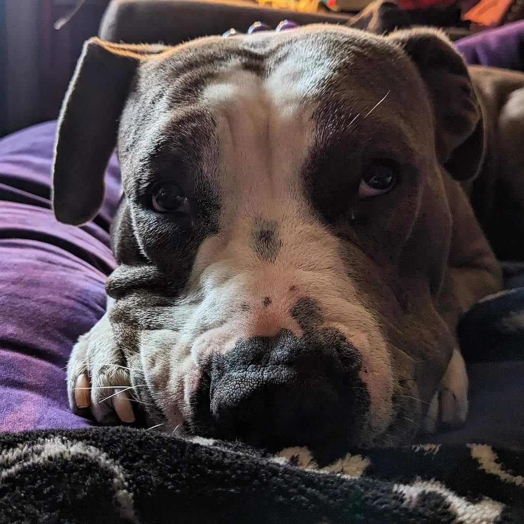 rachel4mdj's tweet photo. Almost at the finish line! 💜🐶 Did you vote for my mom yet? 

If not,  go vote for her before 8pm! ⏰💙 (I can't wait until this is over so she's home with me again more often.)

#rachel4mdj #teamdoourbest #minorcourtsmajorimpacts https://t.co/O3jugjuBgk