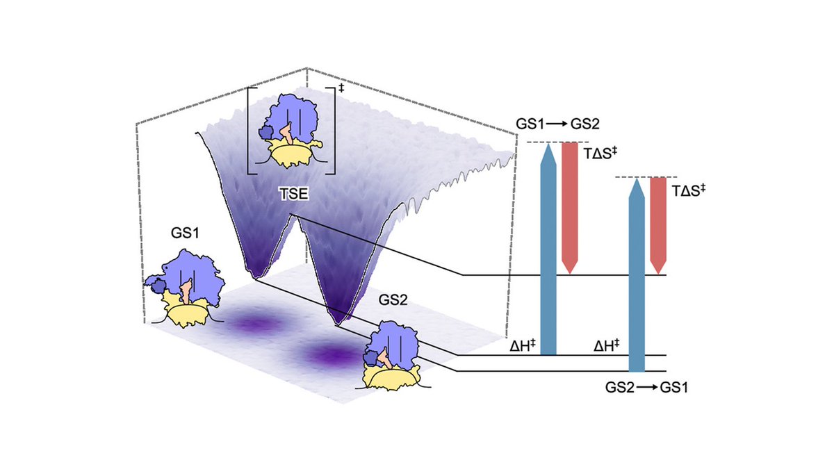 If you missed our preprint, it's now out in <a href="/PNASNews/">PNASNews</a>! Using a machine learning algorithm, we analyze temperature-dependent smFRET data to uncover the role of conformational entropy in regulating the functions of biomolecular machines such as the ribosome! pnas.org/doi/10.1073/pn…