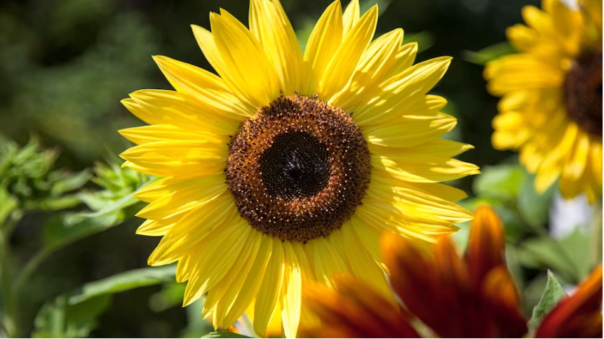 le1518's tweet photo. Cette grande plante pourrait même devenir un emblème touristique de la métropole à la fin de l'été 🌻🌻🌻

Montréal aura bientôt son champ de tournesols https://t.co/U8mI3xNntr https://t.co/8i1lFIMzck
