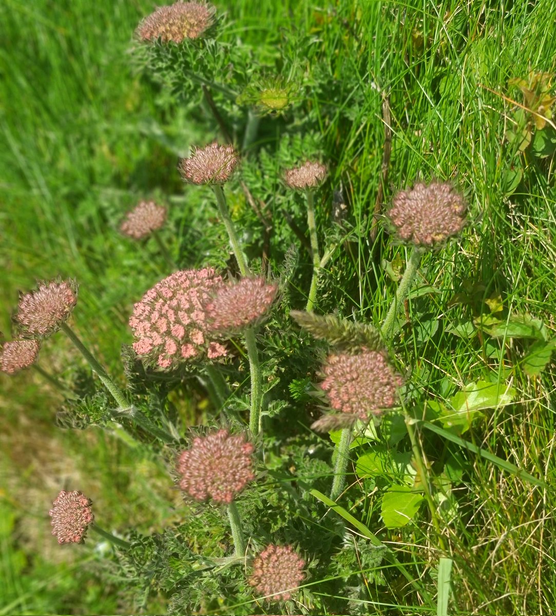 gnome_alice's tweet photo. Had business in Helston today. Popped down to Lizard for pasty and ice cream. Then down to #Gunwalloe. The road from #Halzephron down to #ChurchCove was spectacularly floral.
Sea pinks, wild carrot,  kidney vetch, and much more.
#Kernow
#wildflowers https://t.co/wPyOXYnC3c
