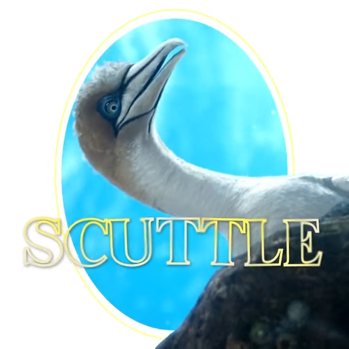 The Little Mermaid on Twitter "Hey Scuttle, your feathers ALWAYS look