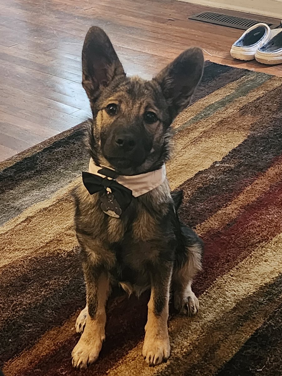 AstrillWolf tweet media