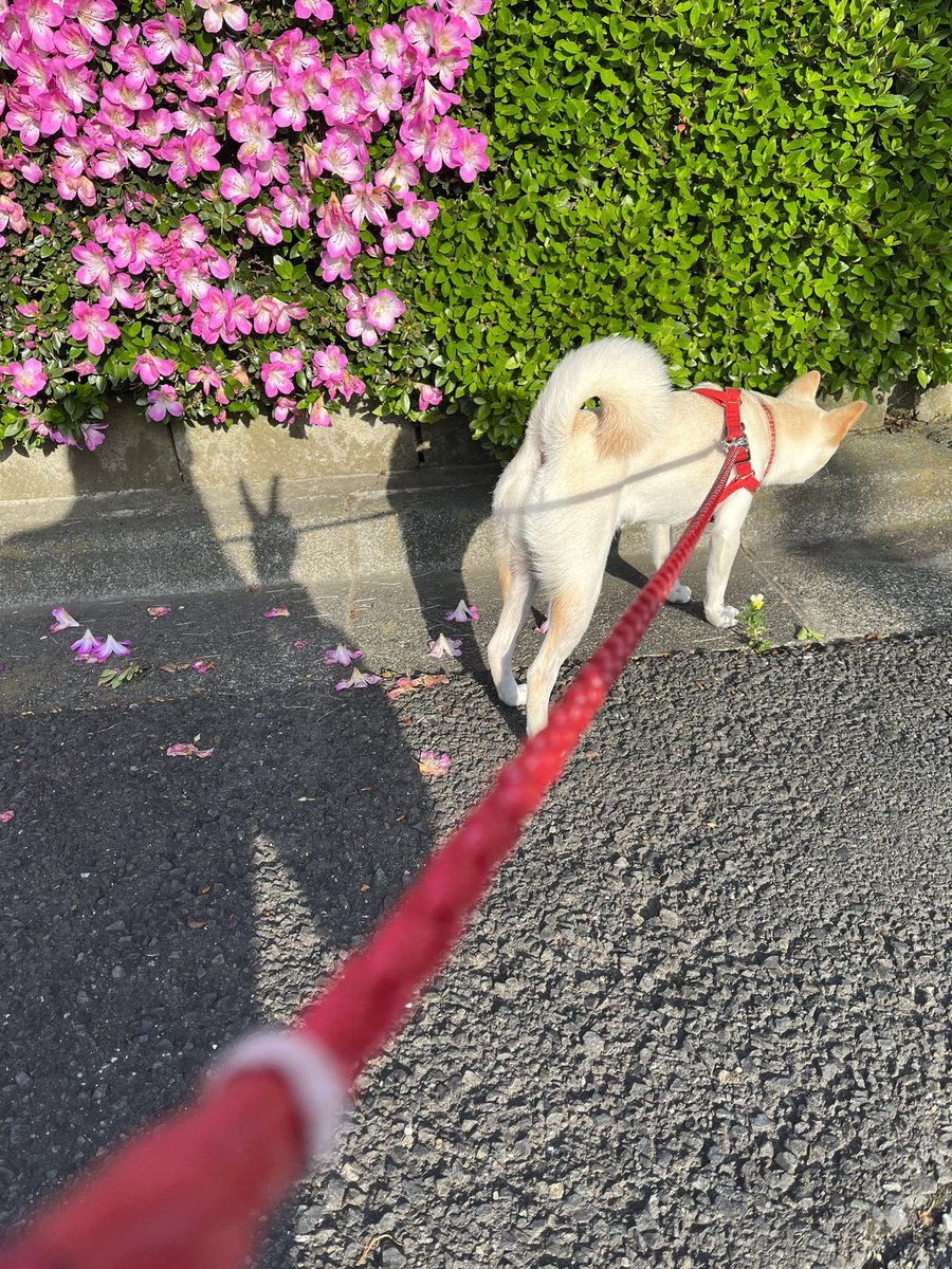 Itsuki0911's tweet photo. 5/17(水)です
おはようございます☀
只今　散歩中🚶‍♀️
今日も　宜しくお願い致します🙇‍♀️
初めて見た綺麗なツツジ🌺
@asiesta_f https://t.co/T8mFAVn3yA