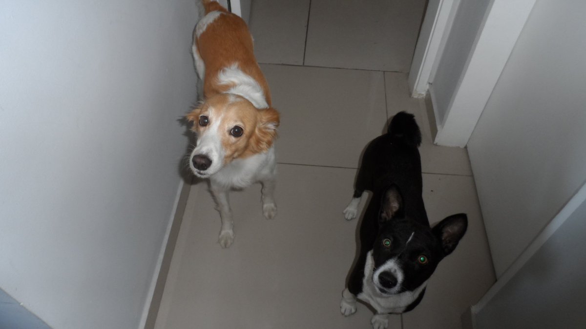 Nanda Suspiro 2v2 spectre da Silva tweet media