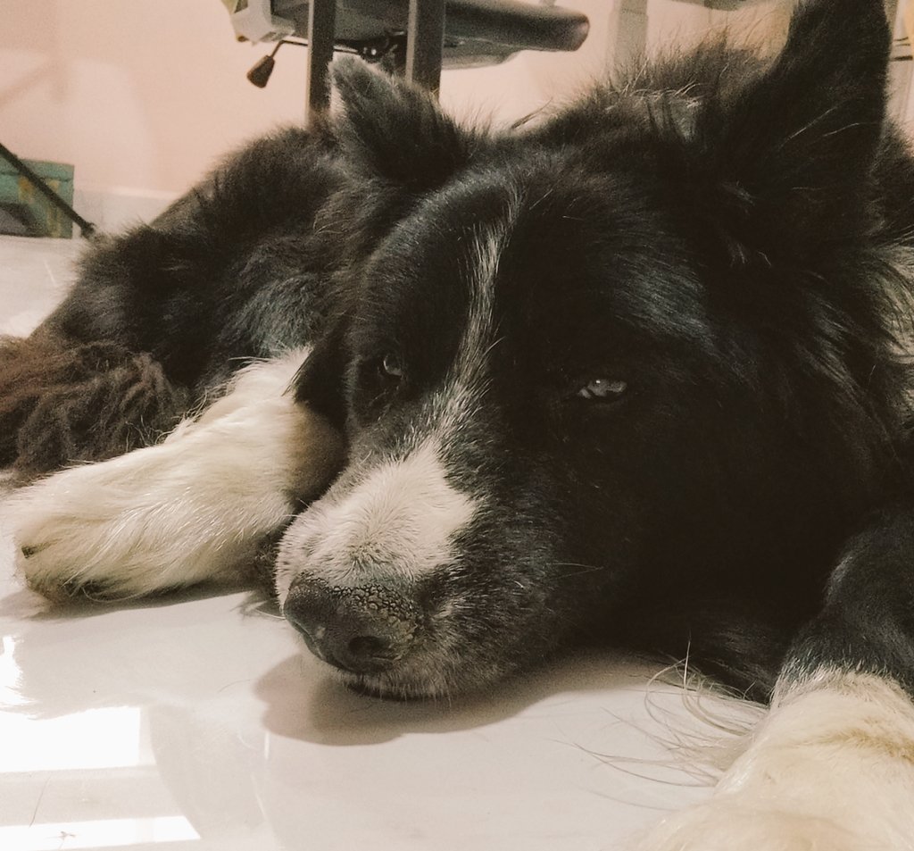 tabiro's tweet photo. Este es mi perrito viejo. https://t.co/KOLfp3abX0