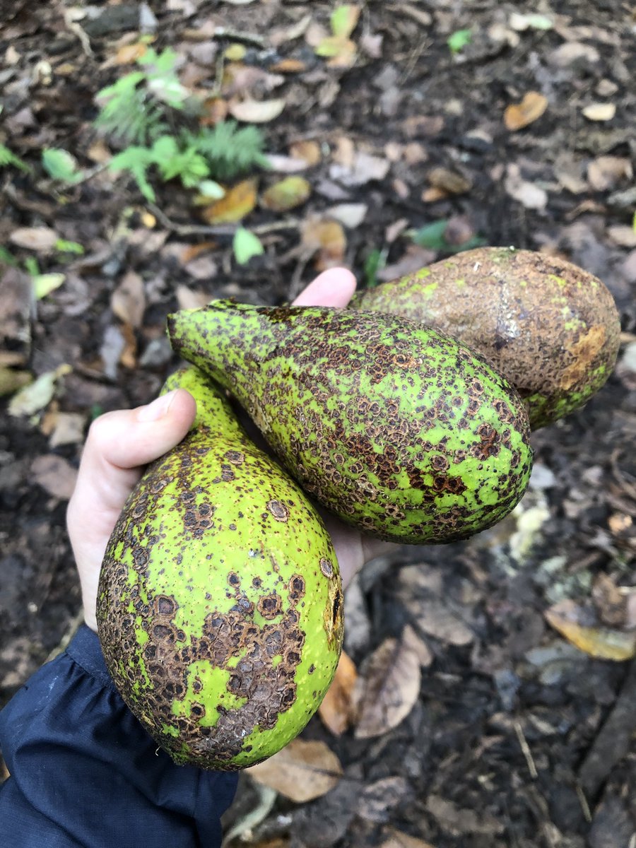 Tropical Plant Clinic & Research Lab on Twitter "Happy to share this