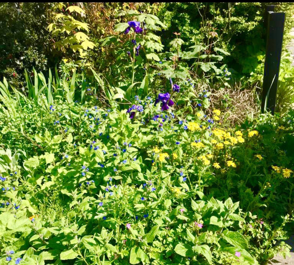 After a “pregnant” pause 🤭🩷🌱, the guardians of the green are back! Fruits of previous work have come through, but buried under a forest of weeds! Join us & help weed them out SUNDAY 21st 9:30-11:30 am! Let’s bring a little 💚 to our parklets📍Stroud Green/Upper Tollington Park