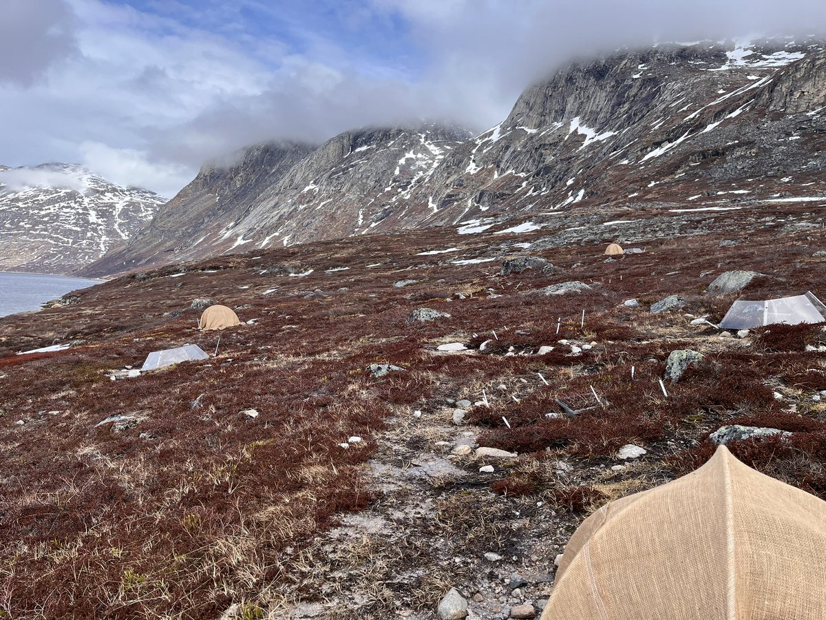 NuukNERO's tweet photo. #BioBasis had the first trip to #Kobbefjord. #Cflux treatments setup including #ITEX #OTC chambers and hessian tents. #Spring is coming… Doing #fieldwork in #Greenland for @GEM_Arctic https://t.co/E7eGwNKWh8