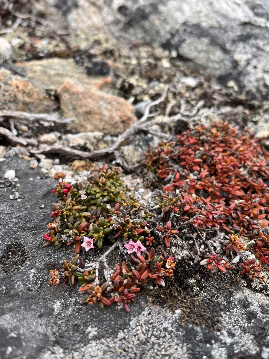 NuukNERO's tweet photo. #BioBasis had the first trip to #Kobbefjord. #Cflux treatments setup including #ITEX #OTC chambers and hessian tents. #Spring is coming… Doing #fieldwork in #Greenland for @GEM_Arctic https://t.co/E7eGwNKWh8