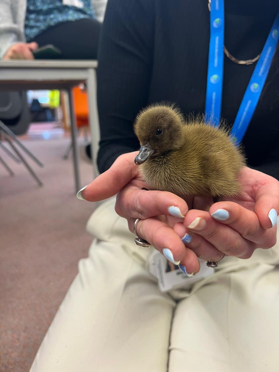 Charleston_Sch's tweet photo. ��� Eggcitingly, 2 of our duck eggs had hatched over night!
The teachers couldn't resist a cuddle at the end of the day! 🦆 https://t.co/3hHL1IFhSW