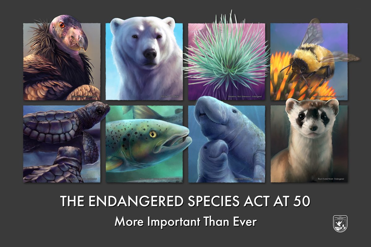 USFWS's tweet image. The Endangered Species Act (ESA) turns 50 years old this year, &amp;amp; it's more important than ever. To commemorate this anniversary, we released a poster featuring portraits of 8 federally listed species that have been put on the road to recovery due to this important law. #ESA50