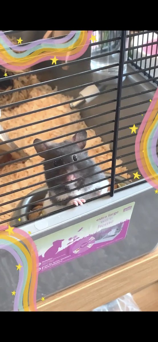middle3arth's tweet photo. After two years of me begging, Kal finally caved in. Meet Sefi 🥹 https://t.co/q4PNt6albG