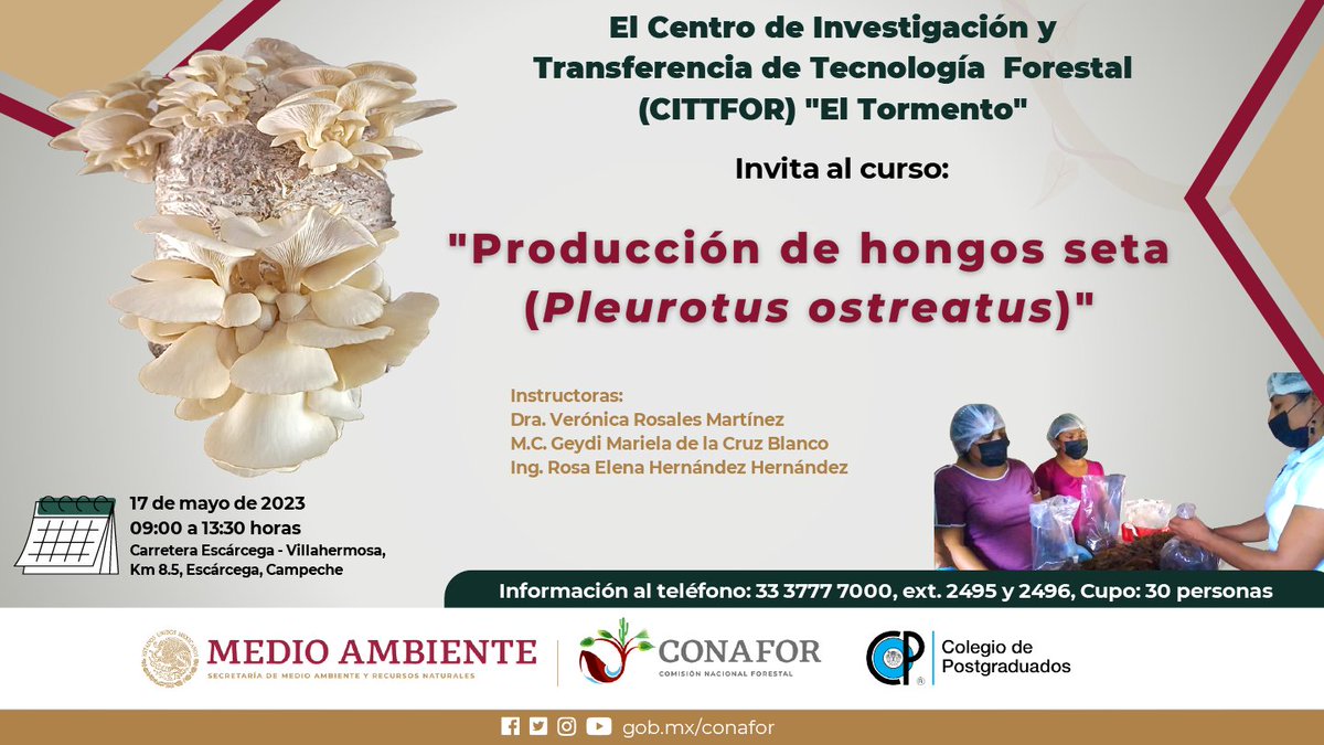 CONAFOR's tweet photo. ¿Estás en #Campeche y te interesa la producción de #HongosSeta 🍄😋🍲?
Este curso es para ti 👇🏽👇🏽
🗓️Se impartirá este 17 de mayo
⌚️De 9:00 a 13:30 horas
📍En el Centro de Investigación y Transferencia de Tecnología (CITTFOR) "El Tormento"
‼️Aparta tu lugar, cupo limitado https://t.co/xPIKw2uuWQ