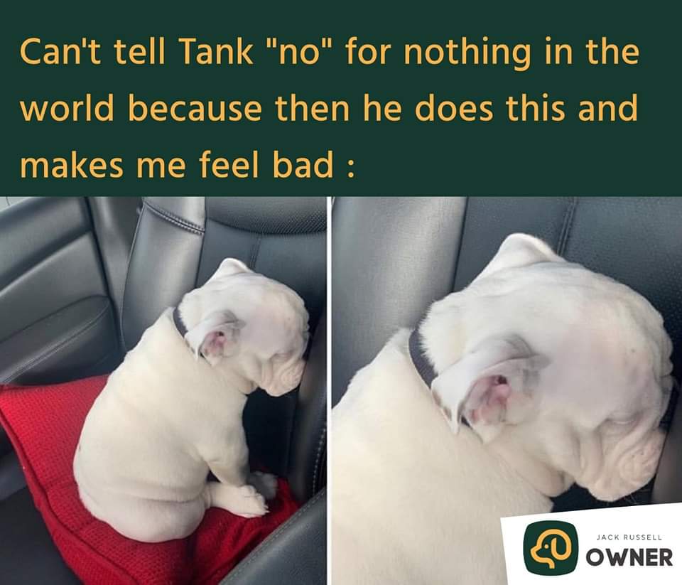 VoiceForDogsOrg's tweet image. When I say NO to my pup!
#puppyreaction #saddogs #voicefordogs