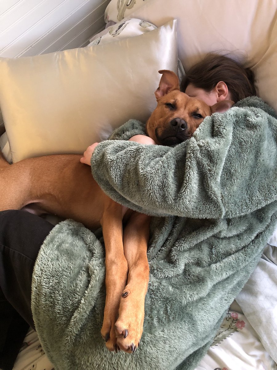 Meet Monty, our preloved 7 month old Staffy x (maybe German Shepherd?) 
Last week was a crappy week for my family but this bundle of joy came just when we needed him. His owner couldn’t look after him anymore, and we’re suckers. So here he is. #dogs #dogsoftwitter #Dogsarefamily