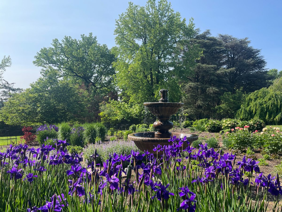 hersheygardens's tweet image. Late spring blooms throughout the Gardens include beautiful irises representing several varieties, gorgeous peonies and more! (Photos taken 5/15/23) #HersheyPA #hersheygardens #latespring #spring #SpringFlowers #peonies #iris #peony