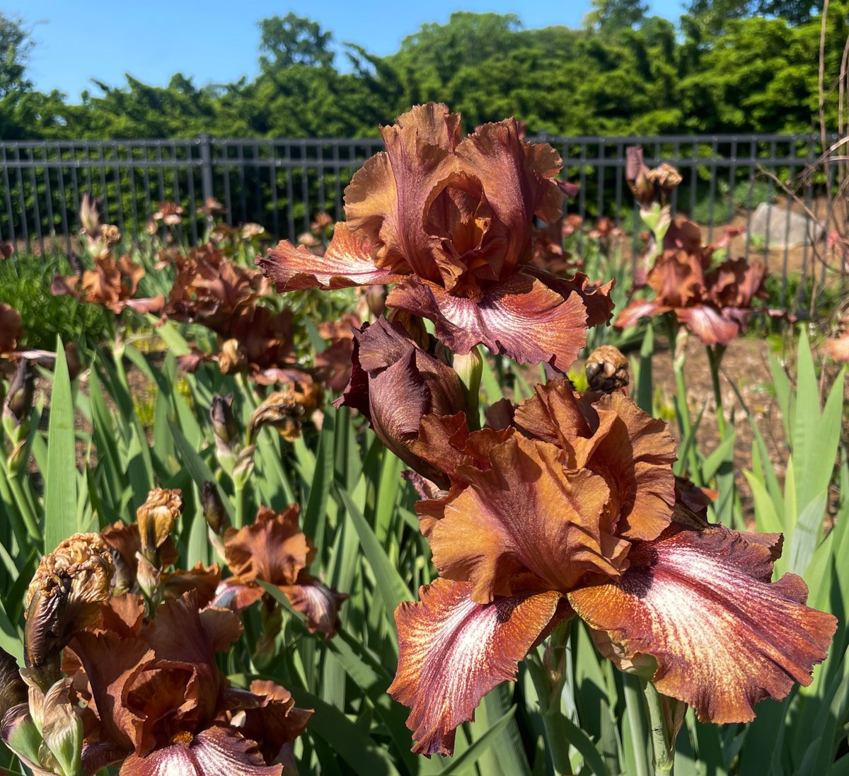 hersheygardens's tweet image. Late spring blooms throughout the Gardens include beautiful irises representing several varieties, gorgeous peonies and more! (Photos taken 5/15/23) #HersheyPA #hersheygardens #latespring #spring #SpringFlowers #peonies #iris #peony