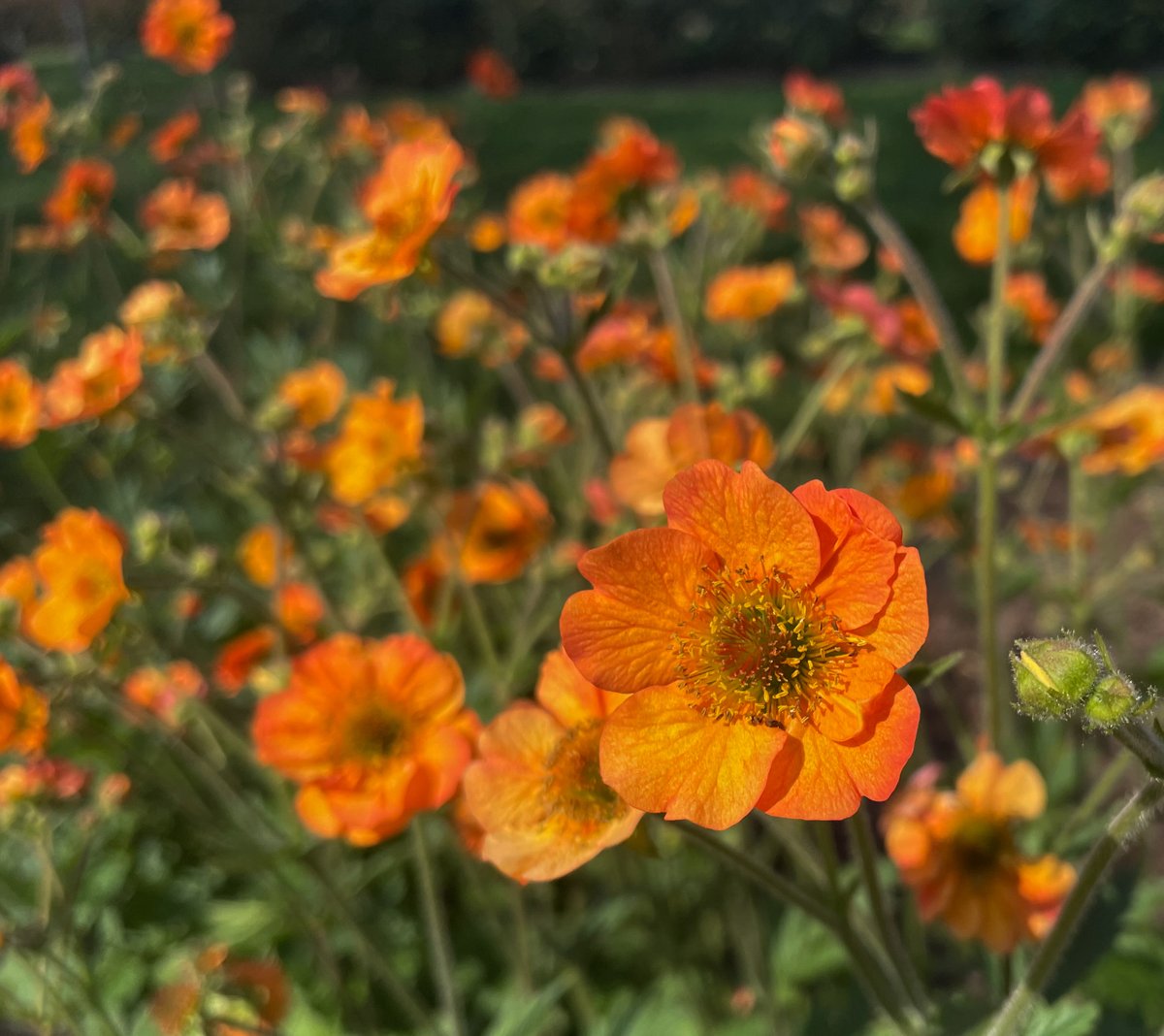 hersheygardens's tweet image. Late spring blooms throughout the Gardens include beautiful irises representing several varieties, gorgeous peonies and more! (Photos taken 5/15/23) #HersheyPA #hersheygardens #latespring #spring #SpringFlowers #peonies #iris #peony