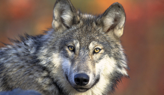 timanimal12's tweet photo. 1/ Idaho's Fish and Game Commission's recent plan to slash the wolf population by nearly two-thirds is nothing short of alarming. The proposal to reduce the population from 1,337 to a mere 500 wolves could have severe ecological consequences. #39canimals #IdahoWolves https://t.co/nC9qAuD9t9