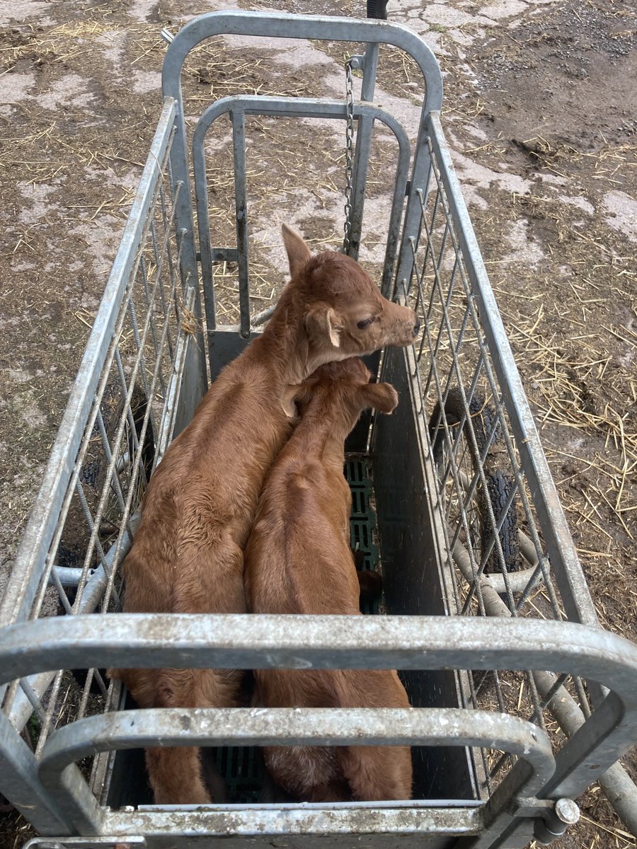 Potstown Farm tweet media