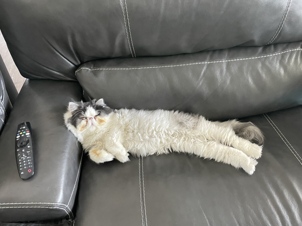 TheodoreSeries's tweet photo. Definitely a loungey type of day 😂 #snungglewithyourkitties #longcatislong #theodorethegreat https://t.co/sA7eUnH6EW