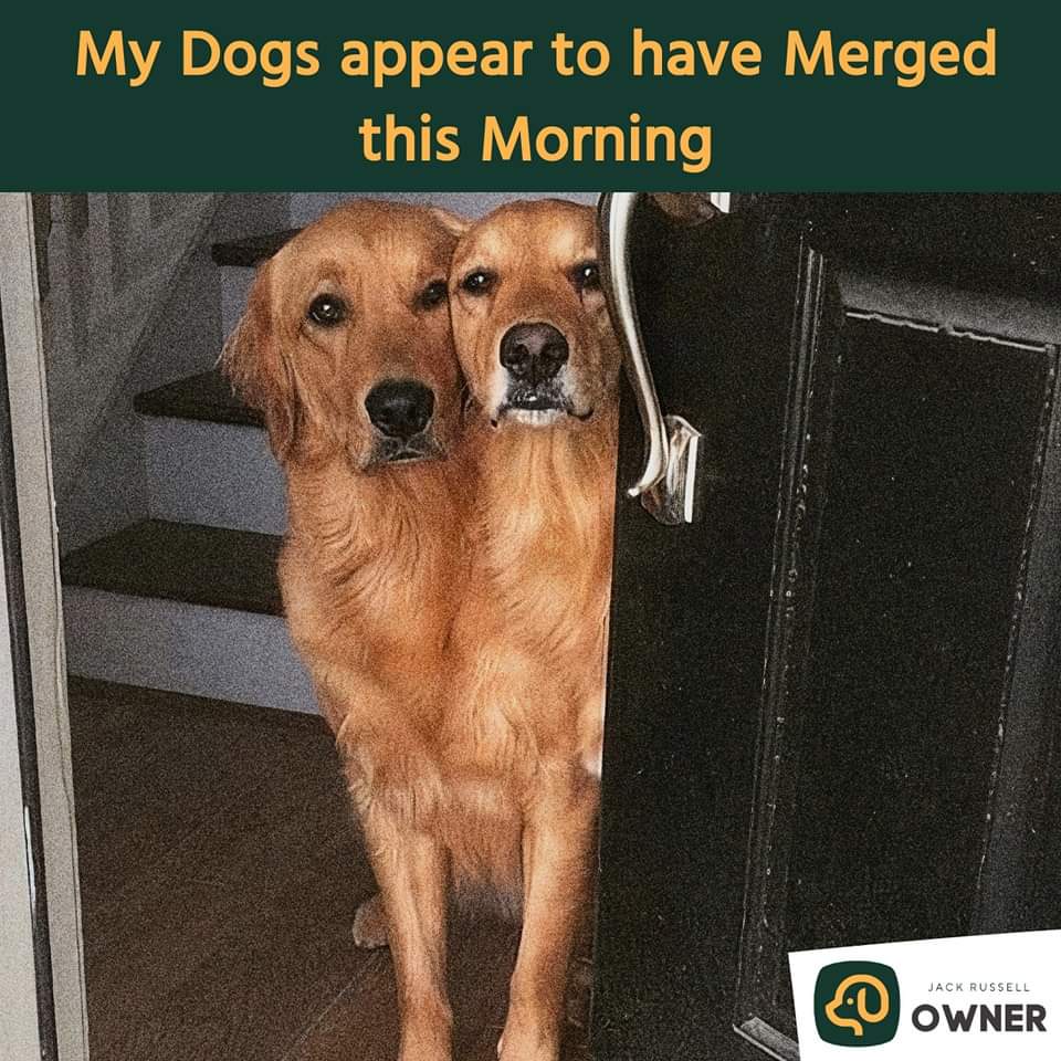 VoiceForDogsOrg's tweet image. When there is no spece for two dogs!
#goldenretriever #funnydogpics