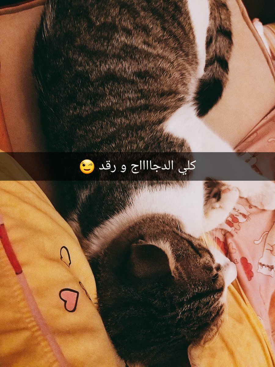 المدلل..(سريع) 😍