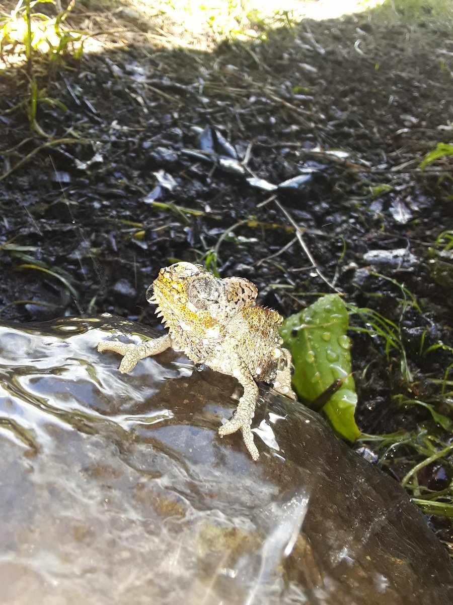 OOtienoE tweet media