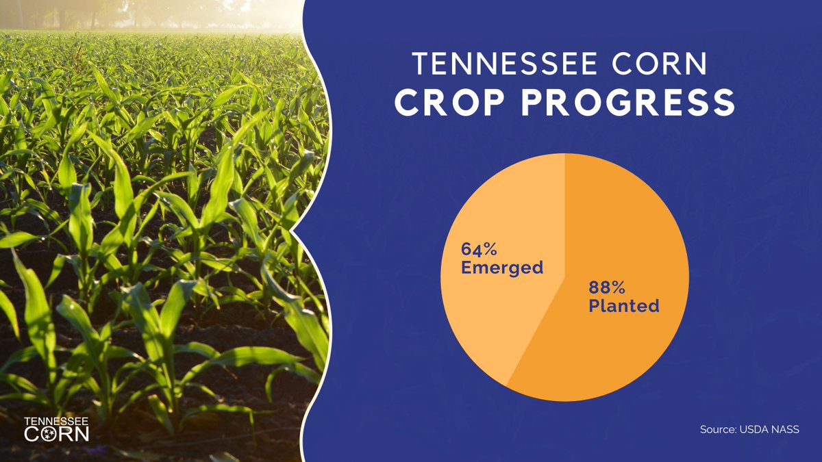 CornTennessee's tweet photo. Weather in most of the state was favorable last week for planting and crop progress. 🌽 Corn was 88% planted and 64% emerged – above the 5-year average of 81% planted and 57% emerged. #TNCorn https://t.co/2owgoc0tdN