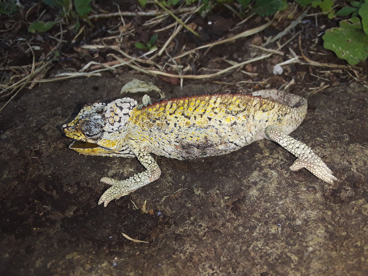 OOtienoE tweet media