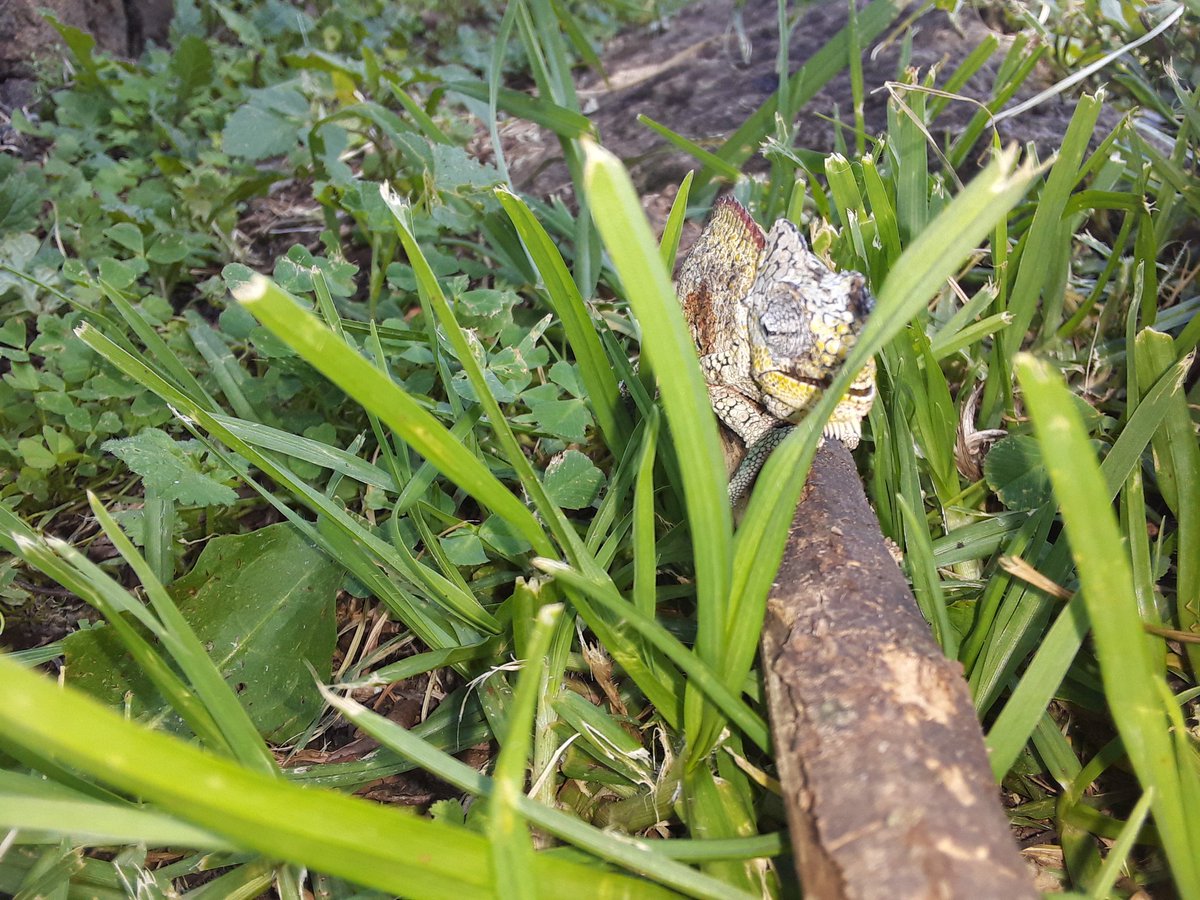 OOtienoE tweet media