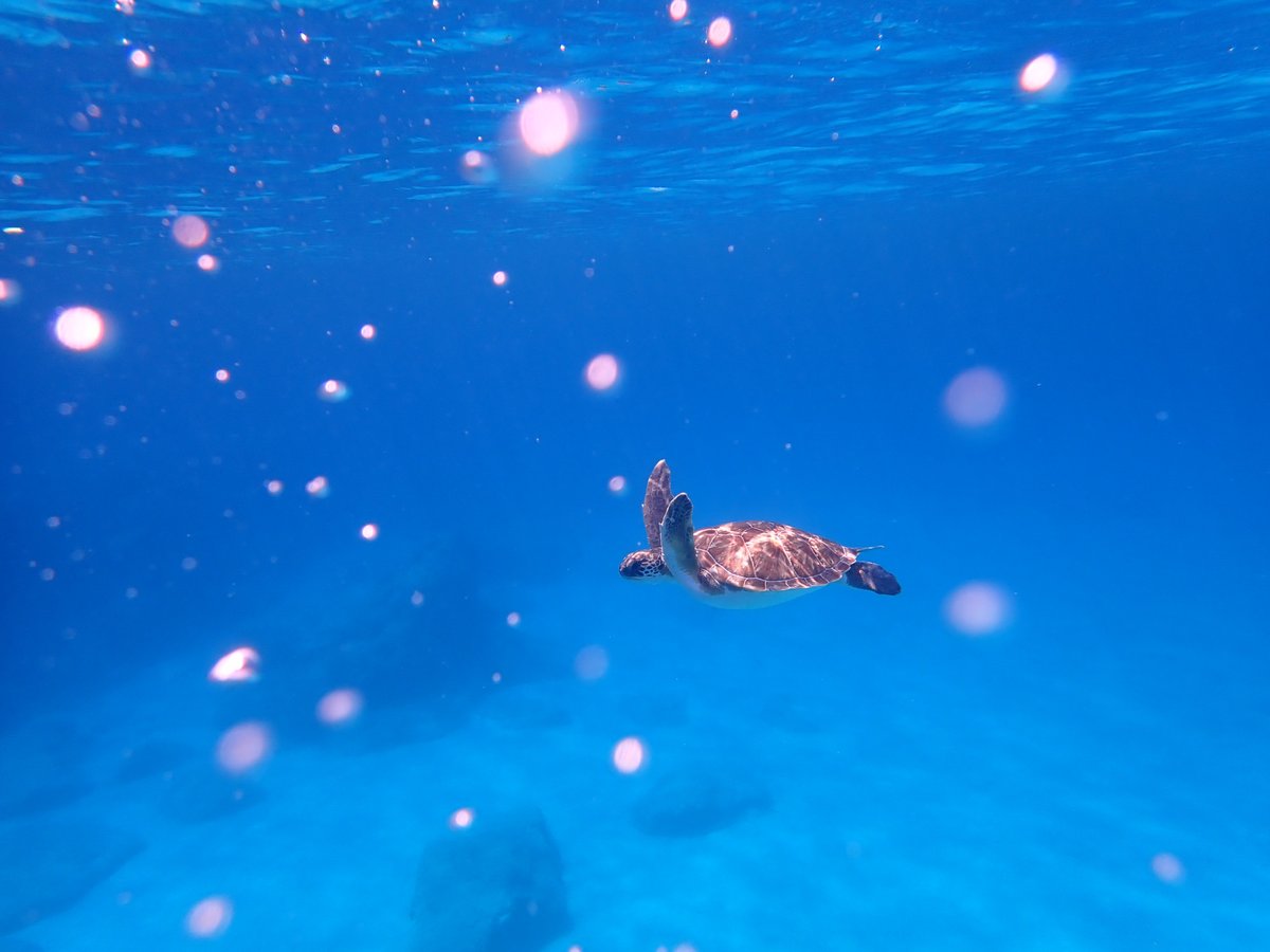CyprusWalksEtc's tweet photo. First guided snorkeling trip of the year, first turtle spotted in 2023 today. Always lovely.
Keep on snorkeling!
#ayianapa #capegreko #zypern https://t.co/rlKYzlezVe
