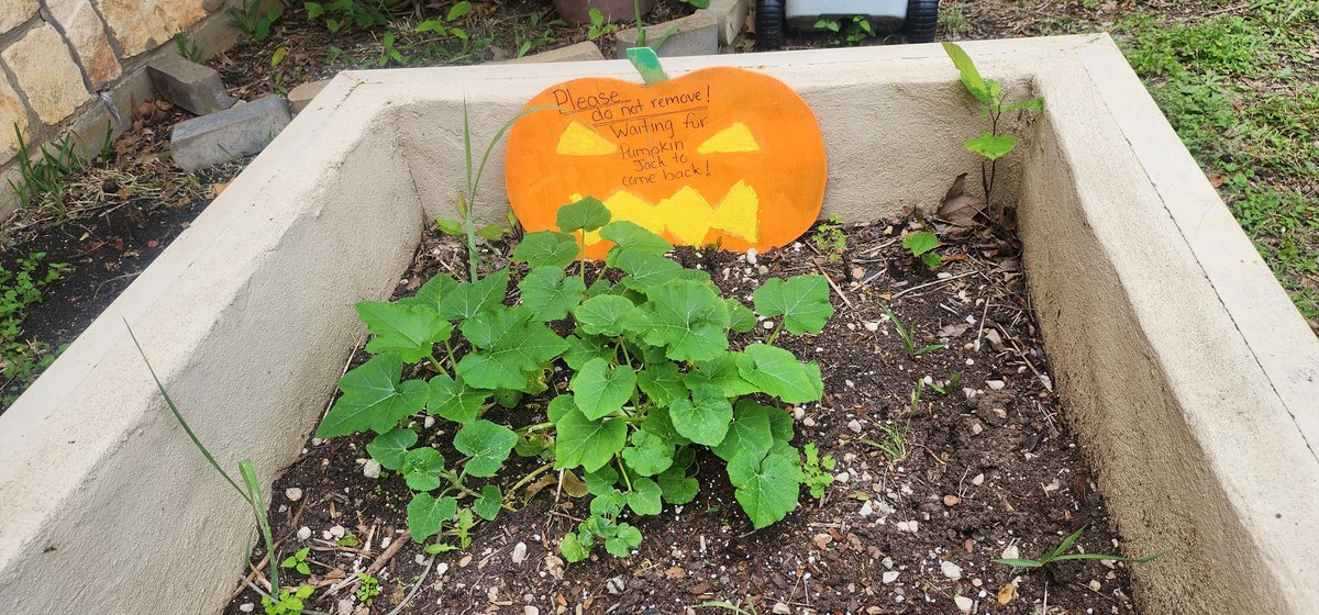 Pumpkin Jack has taken off! We can't wait to see how he grows through the summer! <a href="/AesBulldogs/">AESBulldogs</a> <a href="/BanderaISD/">Bandera ISD</a>