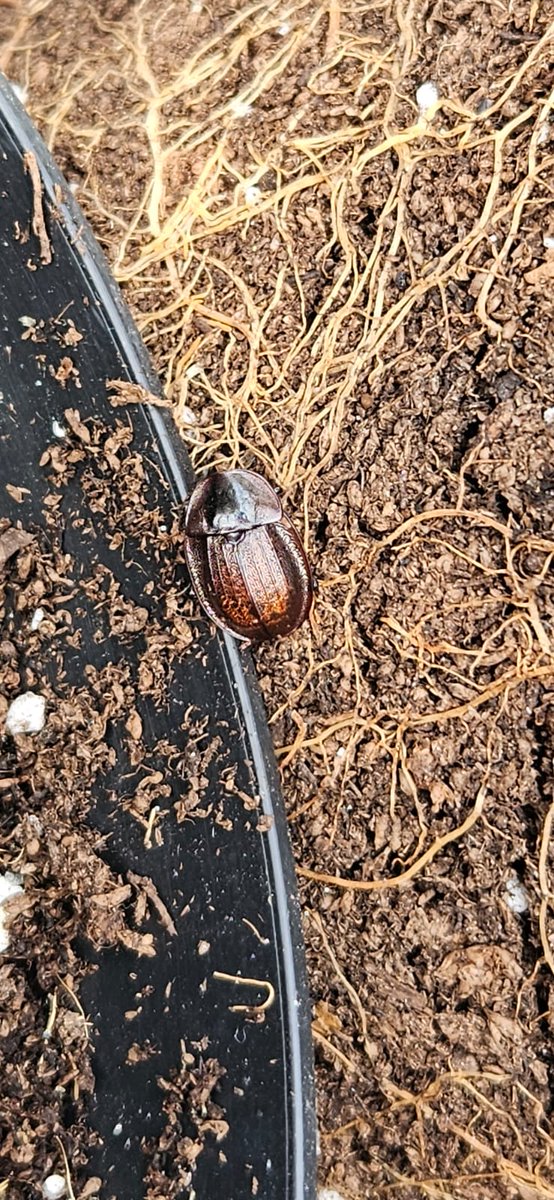 Geeniegii's tweet photo. @BioDataCentre hi there I'm looking to log this guy on your app but I don't see a category for insects. Can you advise what I should put it under? https://t.co/r3oAOQDWQh