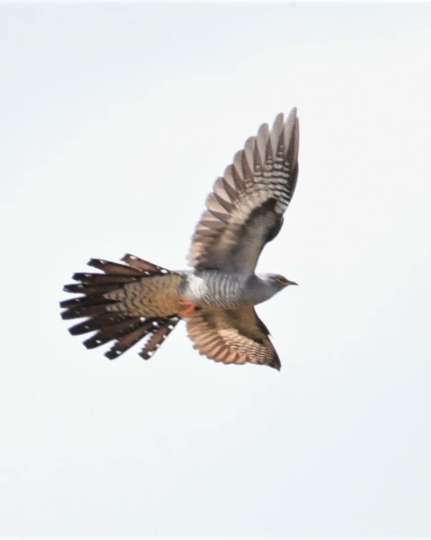 Cuckoos!
Not something I ever expected to capture on camera!
<a href="/NFUCountryside/">Countryside</a> <a href="/BBCSpringwatch/">BBC Springwatch</a>