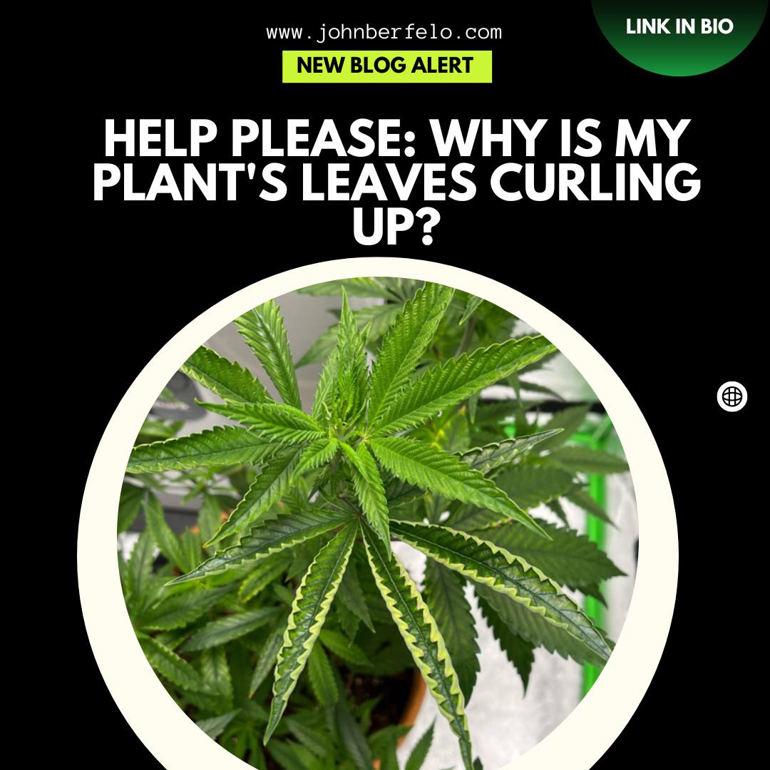 Dive into the world of cannabis leaf curling with John Berfelo and unlock the knowledge to become a thriving cannabis cultivator. 🌿💚 Don't miss out on this enlightening read—prepare to take your green thumb to the next level!
#CannabisLeafCurl #PlantCareTips #GardenEnthusiast