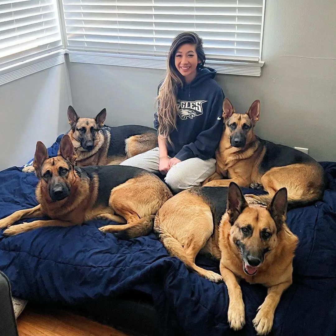 gsdvibes's tweet photo. Follow us to see more
#GermanShepherd #gsdde #DogLover #DogsOnTwitter 
@gsd_lovers_ https://t.co/NZTS8ghoCC